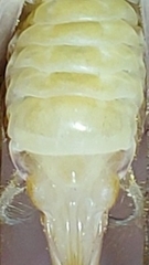 Dolichopoda bormansi