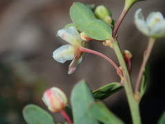 Phyllanthus calycinus
