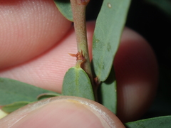 Phyllanthus calycinus