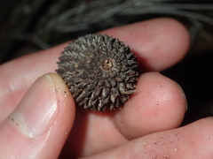 Allocasuarina campestris