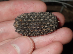 Allocasuarina campestris