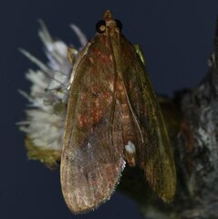 Mimophobetron pyropsalis