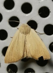 Arenostola phragmitidis