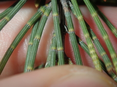 Allocasuarina campestris