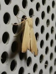 Arenostola phragmitidis