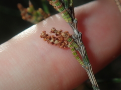 Allocasuarina campestris