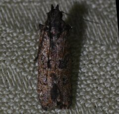 Prostomeus brunneus