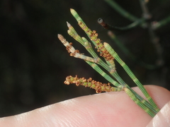 Allocasuarina campestris