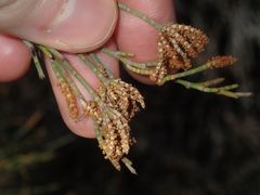 Allocasuarina campestris