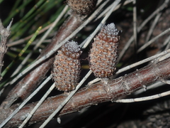 Allocasuarina campestris