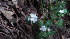 Phacelia platycarpa