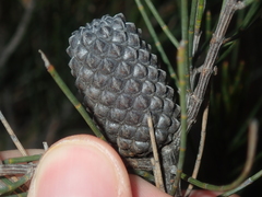 Allocasuarina campestris