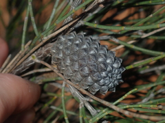 Allocasuarina campestris