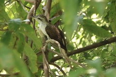 Cacomantis sonneratii