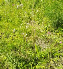 Gypsophila altissima