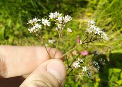 Gypsophila altissima