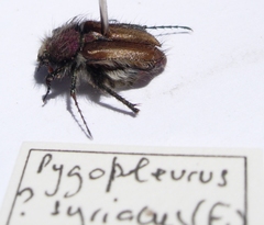 Pygopleurus syriacus
