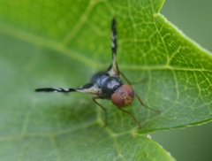 Aciura coryli