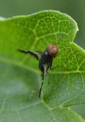 Aciura coryli