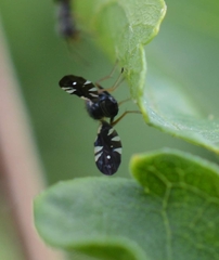 Aciura coryli