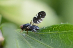 Aciura coryli