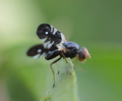Aciura coryli
