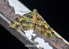 Myrioblephara duplexa