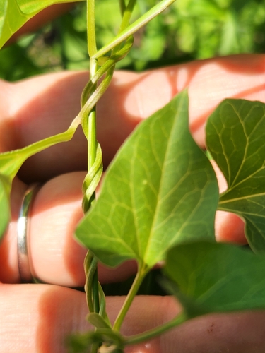 Image of Calystegia atriplicifolia by (c) Merlla McLaughlin, some rights reserved (CC BY)