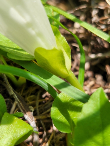 Image of Calystegia atriplicifolia by (c) Merlla McLaughlin, some rights reserved (CC BY)