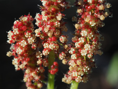 Acalypha punctata punctata