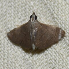 Cangetta micralis