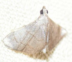 Cangetta micralis