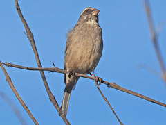 Crithagra gularis endemion