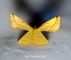 Corymica immaculata