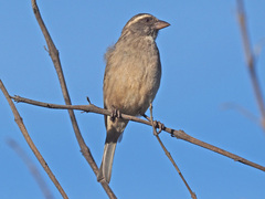 Crithagra gularis endemion