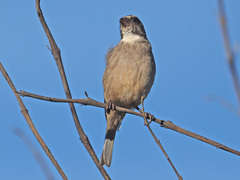 Crithagra gularis endemion