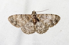 Myrioblephara