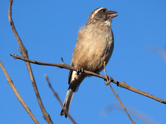 Crithagra gularis endemion