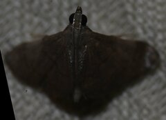 Cangetta micralis
