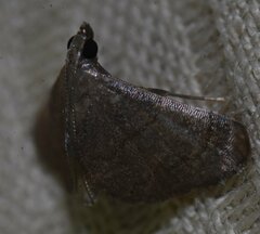 Cangetta micralis