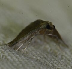 Cangetta micralis