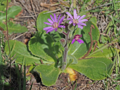 Senecio speciosus