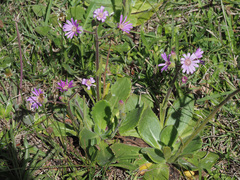 Senecio speciosus