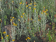 Helichrysum flanaganii