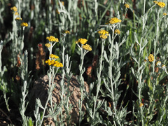Helichrysum flanaganii