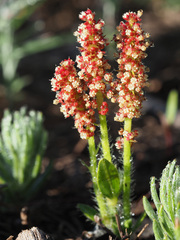 Acalypha punctata punctata