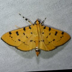 Phaedropsis stictigramma