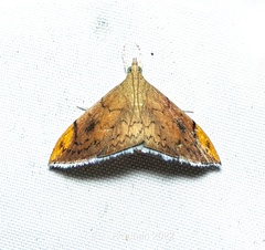 Hyalobathra coenostolalis