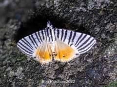 Dichocrocis zebralis