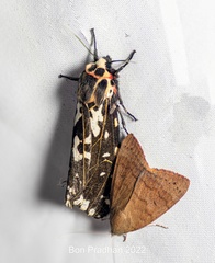 Alphaea imbuta